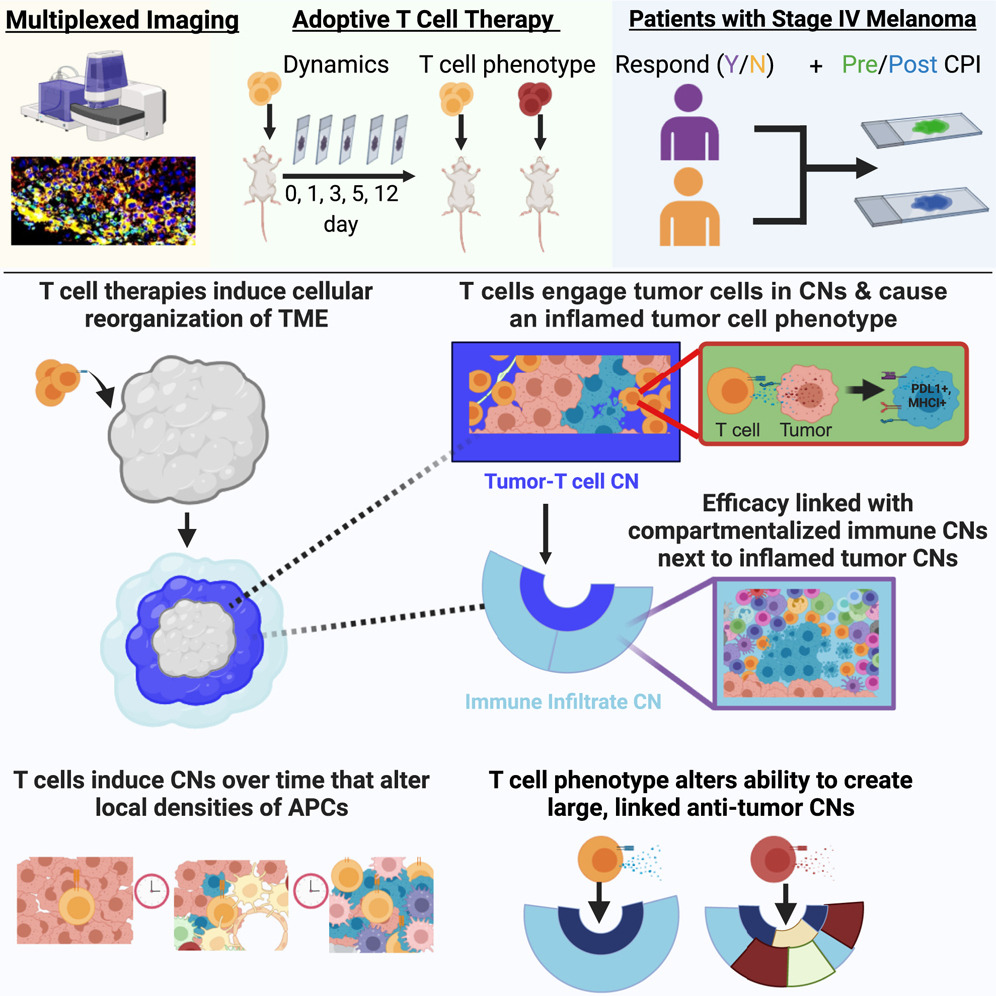T cell
