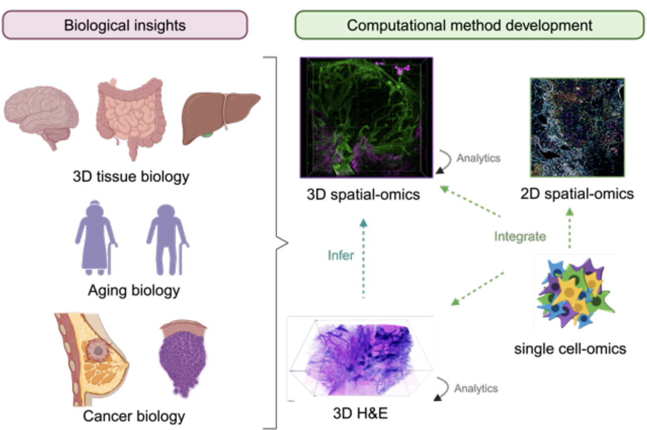 Research vision: bridging spatial-omics and machine learning across 3D tissue biology, aging, and cancer