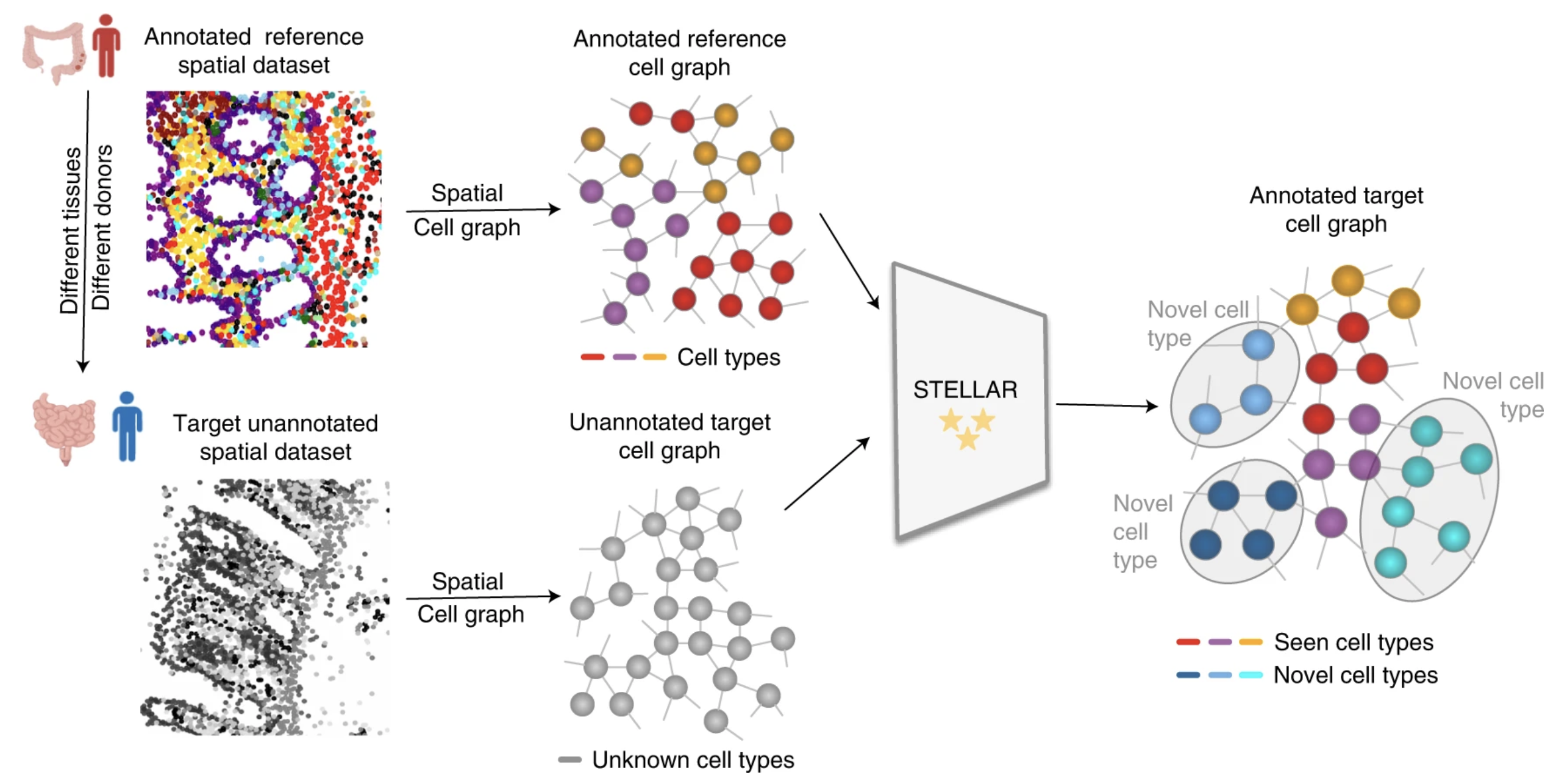 STELLAR spatial annotation schematic